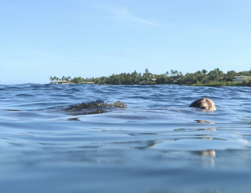 Maui: Beginner Level Private Stand-Up Paddleboard Lesson - Polo Beach is a smart starting point for your first paddle