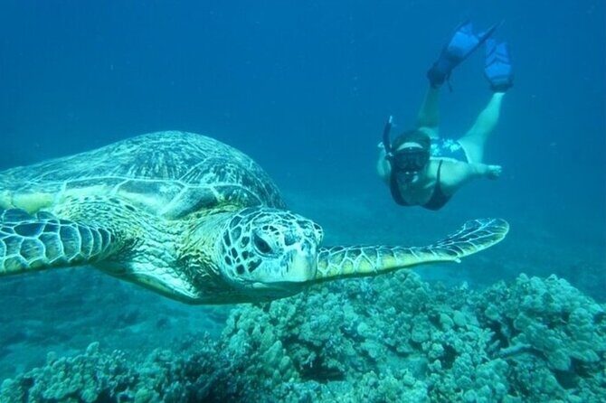 Maui Clear Kayak and Snorkel Tour: Swim with turtles (Olowalu) - Optional snorkeling: choose your comfort level in the water