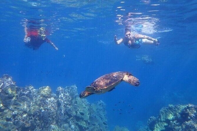 Maui Clear Kayak and Snorkel Tour: Swim with turtles (Olowalu) - Marine life odds: turtles, fish, and the fun surprises