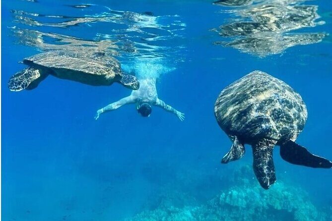 Maui Clear Kayak and Snorkel Tour: Swim with turtles (Olowalu) - Weight limits and safety rules you need to respect