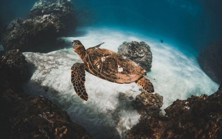 Maui: Deluxe Molokini Snorkel with Breakfast & Lunch - The second stop by season: Turtle Town in summer, whale areas in winter