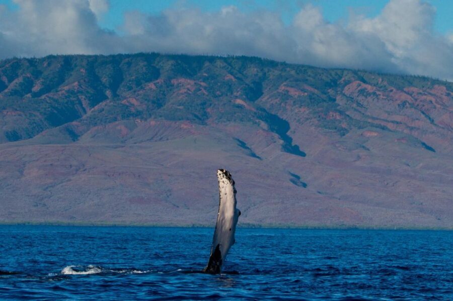 Maui: Deluxe Whale Watch Sail & Lunch from Ma<code>alaea Harbor - Key highlights worth prioritizing