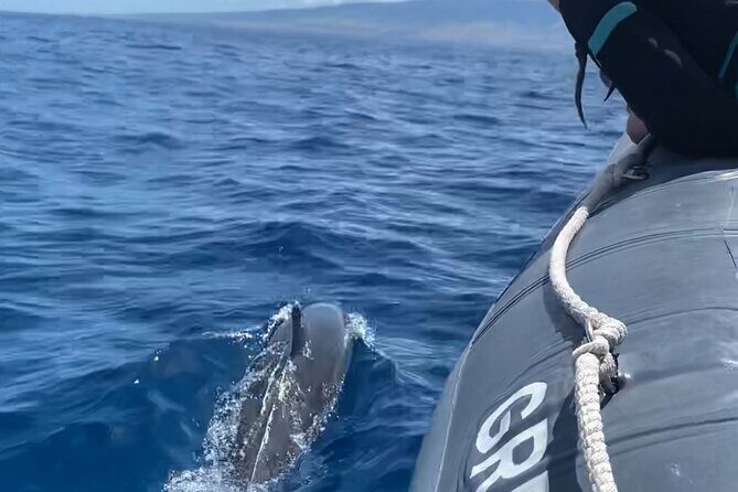 Maui Eco-Raft: 2 Hour Dolphin Watch Sightsee Tour (Semi-Private) - Key things I’d mark on your Maui map