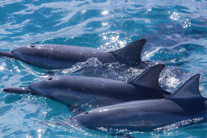 Maui Eco-Raft: 2 Hour Dolphin Watch Sightsee Tour (Semi-Private) - Wildlife encounters: dolphins, turtles, rays, and the value of real narration