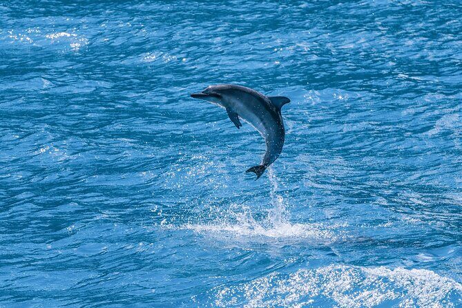Maui Eco-Raft: 2 Hour Dolphin Watch Sightsee Tour (Semi-Private) - What you eat and how to stay comfortable (even when the ocean is doing ocean things)