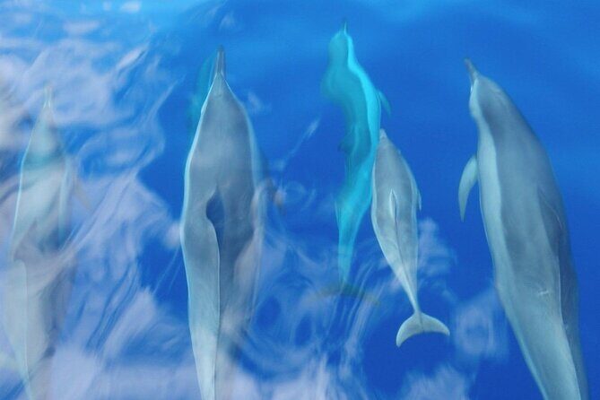 Maui Eco-Raft: 2 Hour Dolphin Watch Sightsee Tour (Semi-Private) - Group size, boarding rules, and who this raft tour is best for