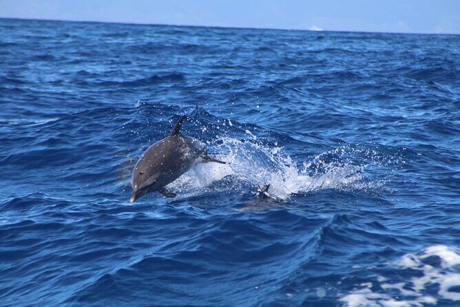Maui Eco-Raft: 2 Hour Dolphin Watch Sightsee Tour (Semi-Private) - Lahaina meeting point and how to set yourself up for an easy start