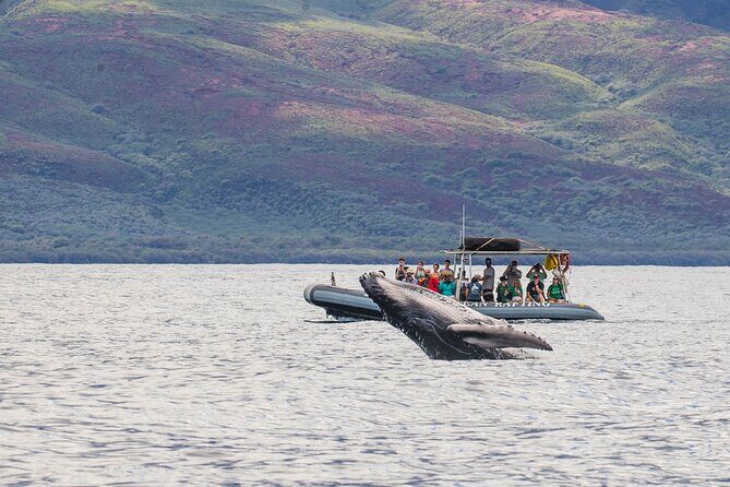 Maui Eco-Raft Tour: Eye-Level Whale or Dolphin Watching - Lahaina - Key things that make this Maui Eco-Raft Tour worth your time
