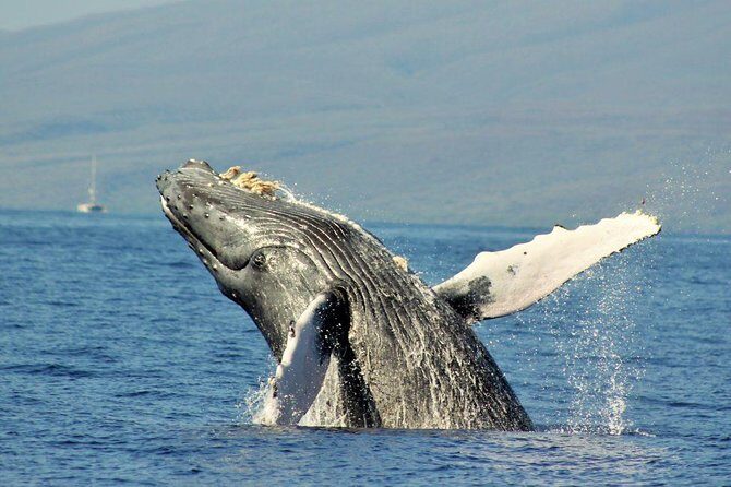 Maui Eco-Raft Tour: Eye-Level Whale or Dolphin Watching - Lahaina - How the marine naturalist and hydrophone make whale watching feel real