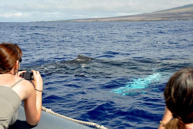Maui Eco-Raft Tour: Eye-Level Whale or Dolphin Watching - Lahaina - The 2.5 hours on the water: what you’ll do once you’re underway