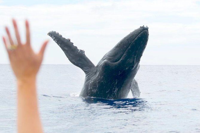 Maui Eco-Raft Tour: Eye-Level Whale or Dolphin Watching - Lahaina - Small group vibe: better viewing, calmer energy, and seating tips