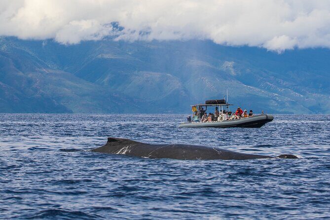 Maui Eco-Raft Tour: Eye-Level Whale or Dolphin Watching - Lahaina - What to bring so you stay comfortable (and don’t get sunscreen-failed)