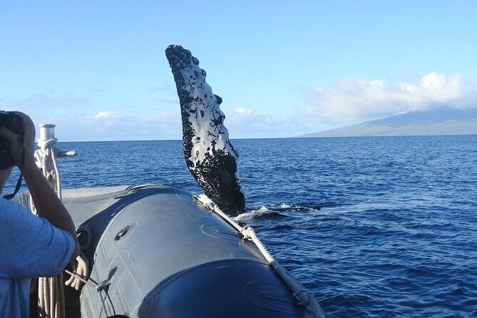 Maui Eco-Raft Tour: Eye-Level Whale or Dolphin Watching - Lahaina - Inclusions and extras: narration, hydrophone, life jackets, and snacks