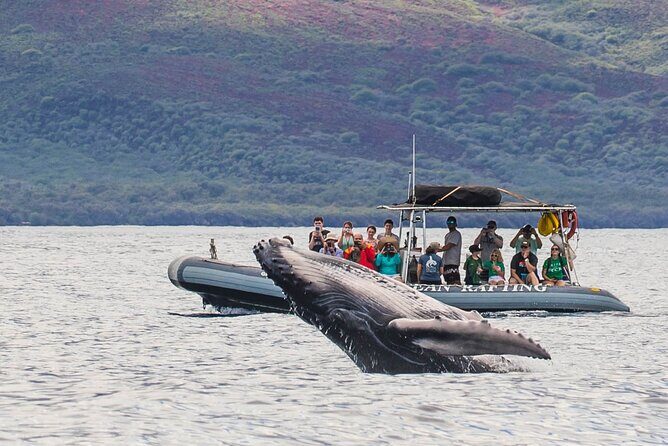 Maui Eco-Raft Tour: Eye-Level Whale or Dolphin Watching - Lahaina - Season matters: humpback whale trips vs summer dolphin and coastal sightseeing