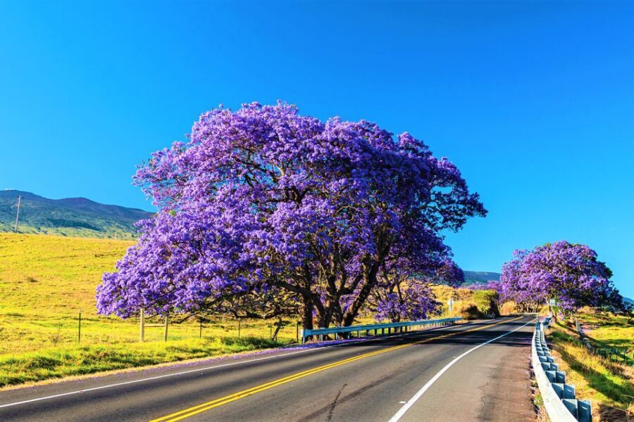 Maui: Haleakala Sunrise Eco Tour with Breakfast - What to Pack for Haleakala Cold and Wind