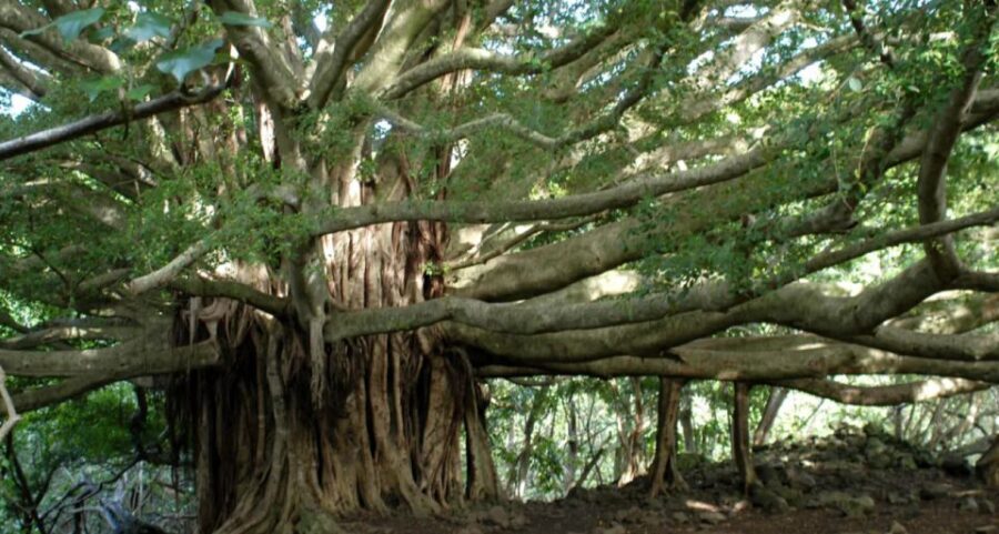 Maui: Hana Hiking Tour with Lunch - Key Things I’d Plan Around