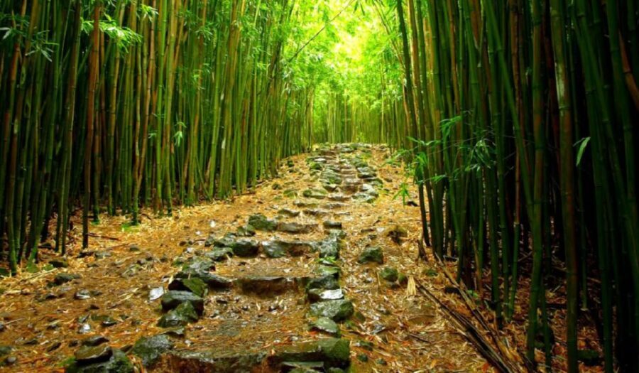 Maui: Hana Hiking Tour with Lunch - Why the Hana Highway Drive Feels Worth the Time