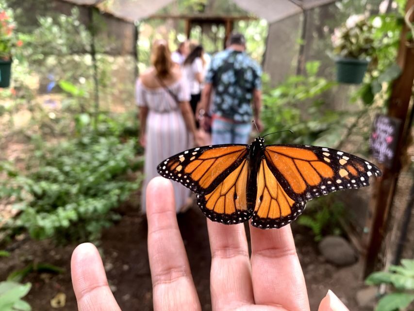 Maui: Interactive Butterfly Farm Entrance Ticket - Key Things That Make This Maui Butterfly Farm Ticket Worth Your Time