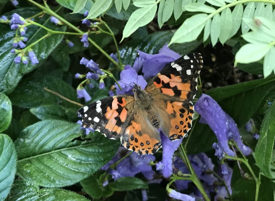 Maui: Interactive Butterfly Farm Entrance Ticket - Timing on Maui: When to Slot In Your Butterfly Tour