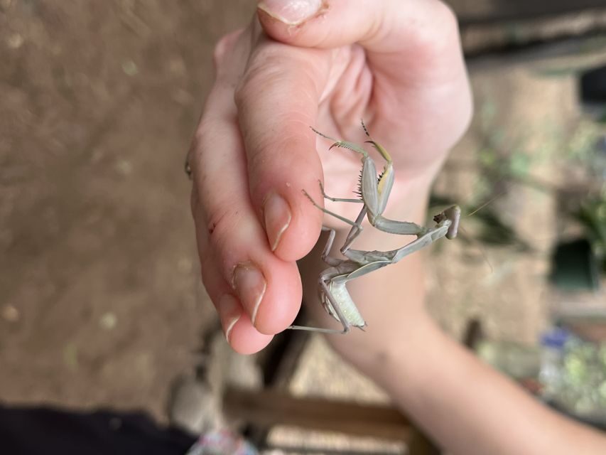 Maui: Interactive Butterfly Farm Entrance Ticket - Entering Hawaii’s Only Walk-In Butterfly House (and Why It Works)