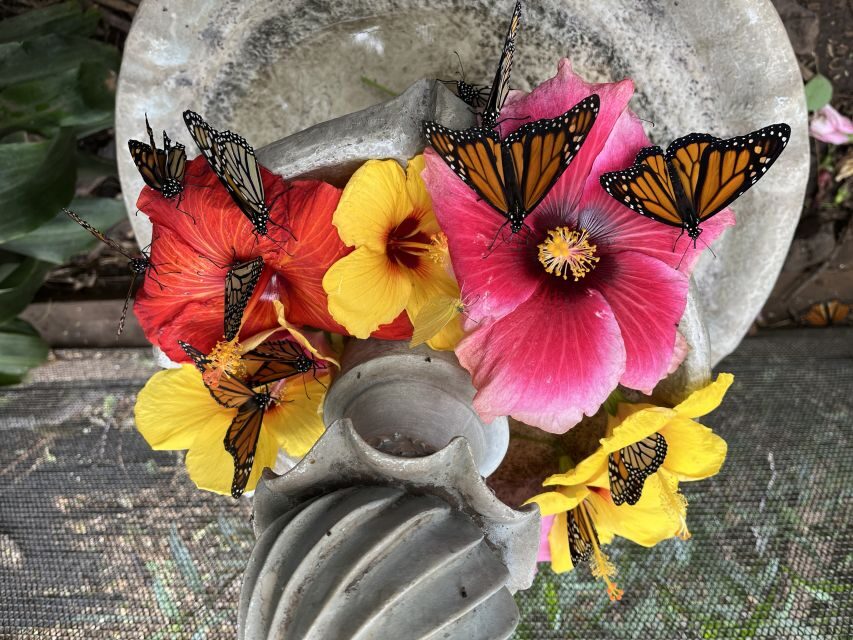 Maui: Interactive Butterfly Farm Entrance Ticket - The Hands-On Part: Holding Butterflies and Meeting Praying Mantises
