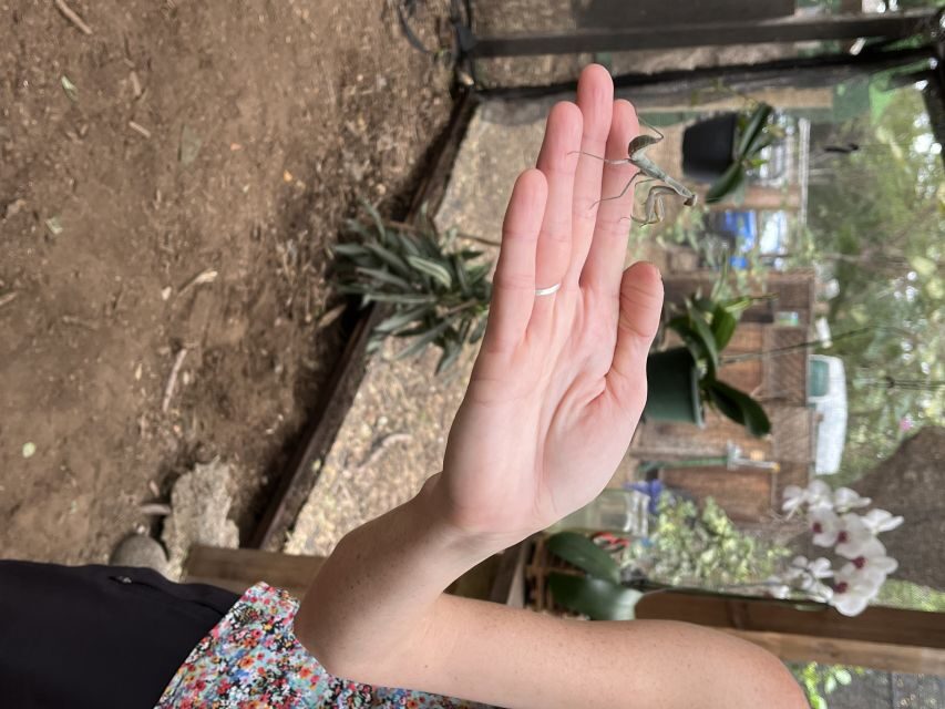 Maui: Interactive Butterfly Farm Entrance Ticket - Monarch Butterfly Stages You’ll Actually Understand