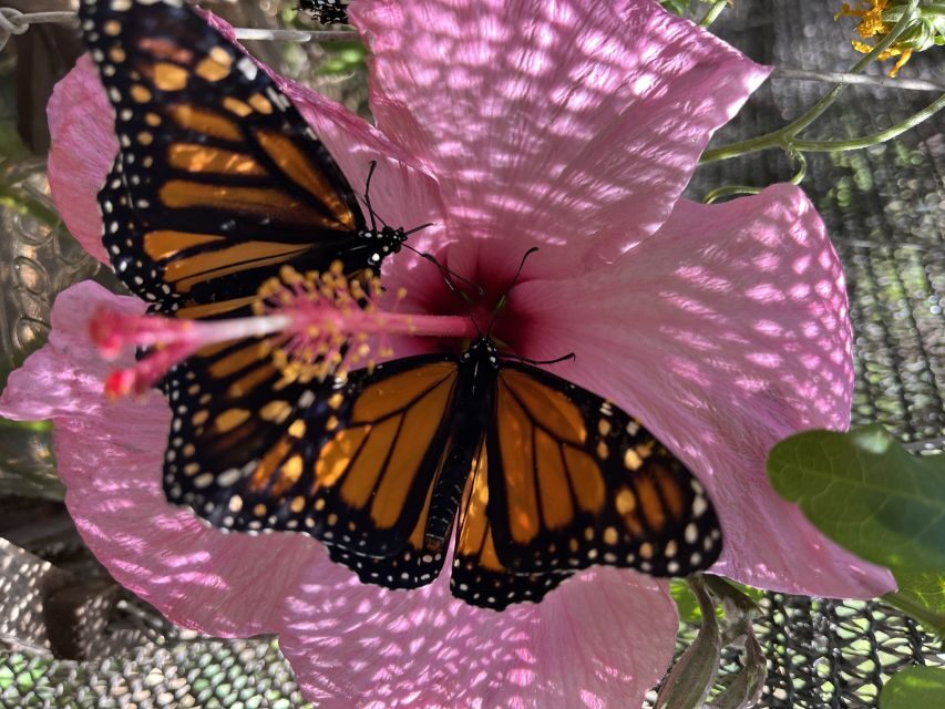 Maui: Interactive Butterfly Farm Entrance Ticket - Why Hawaii’s Butterflies Are Rare—and What You Can Do