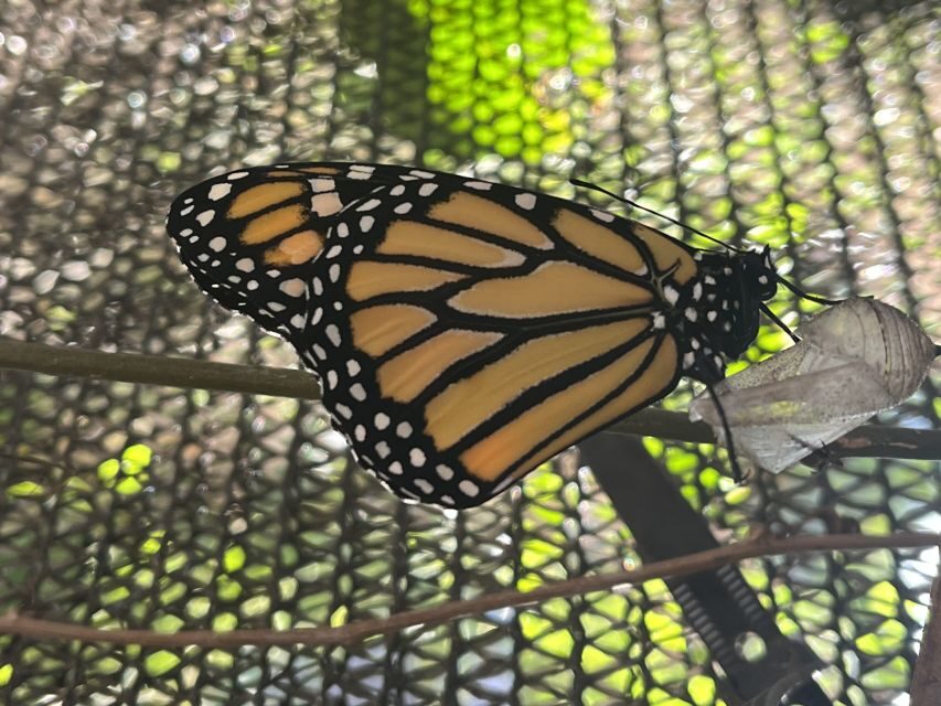 Maui: Interactive Butterfly Farm Entrance Ticket - Supporting the Maui Butterfly Farm Mission (Not Just Visiting)
