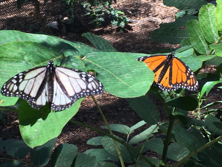Maui: Interactive Butterfly Farm Entrance Ticket - Price and Value: Is $49 for 45 Minutes Fair?