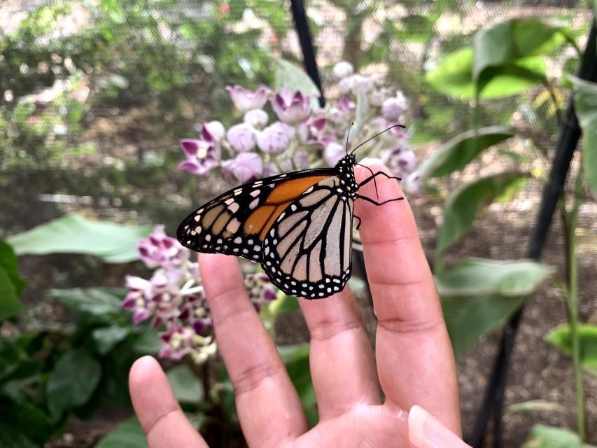 Maui: Interactive Butterfly Farm Entrance Ticket - Who This Works Best For (and Who Might Want to Sit This One Out)