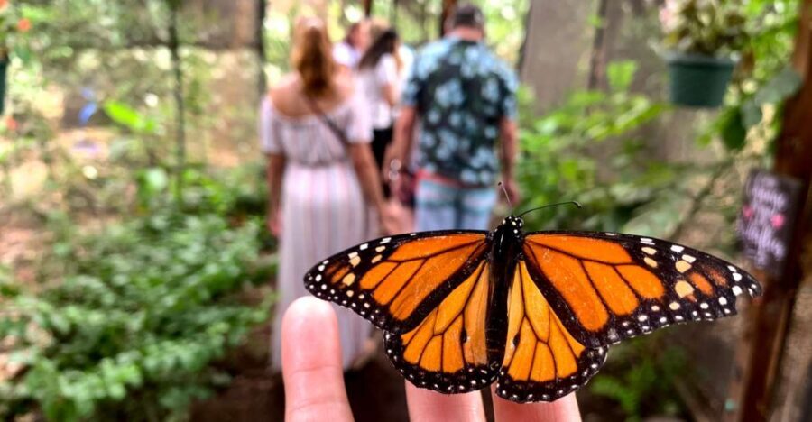 Maui: Interactive Butterfly Farm Entrance Ticket - Your 45-Minute Guided Walk: Flowers, Plants, and Food Sources