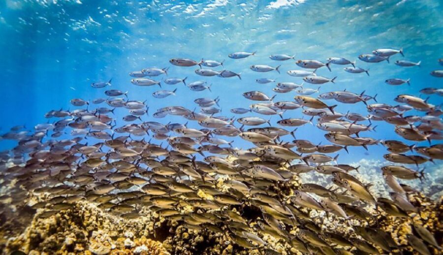 Maui: Kaanapali Beach 5-hr Snorkel w/ BBQ Lunch & Open Bar - Food and open bar: BBQ lunch that’s actually part of the plan