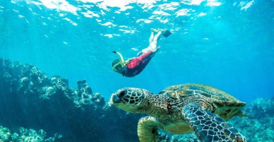 Maui: Kaanapali Beach 5-hr Snorkel w/ BBQ Lunch & Open Bar - Snorkeling in two spots: what you’re really paying for