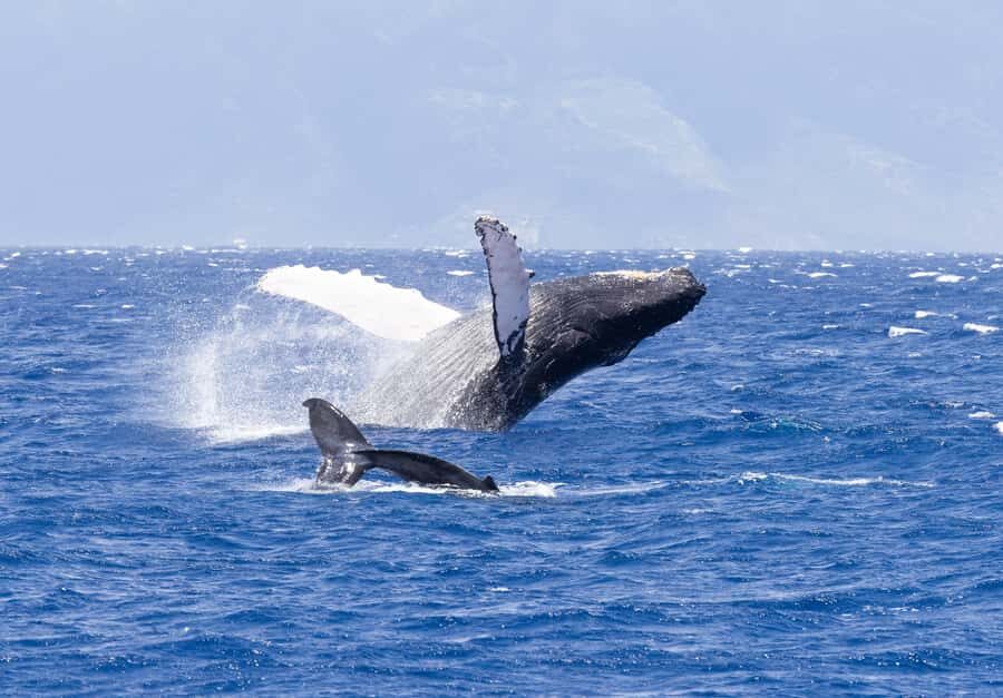 Maui: Ka'anapali Whale Watching Cruise on Luxury Sailboat - Luxury catamaran whale watching from Ka’anapali Beach