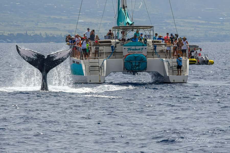 Maui: Ka'anapali Whale Watching Cruise on Luxury Sailboat - Boarding from the sand: why this beach loading matters