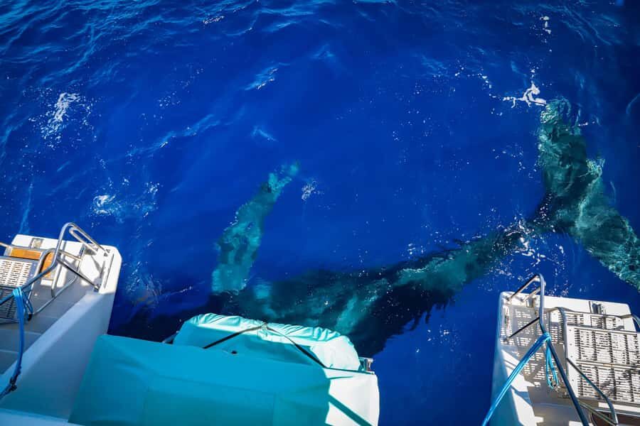 Maui: Ka'anapali Whale Watching Cruise on Luxury Sailboat - The live naturalist and the hydrophone whale songs