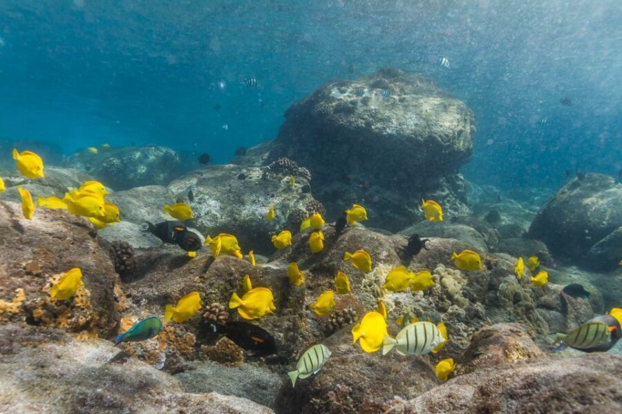 Maui: Lanai Snorkel & Dolphin Watch with Lunch - Key things I’d put at the top