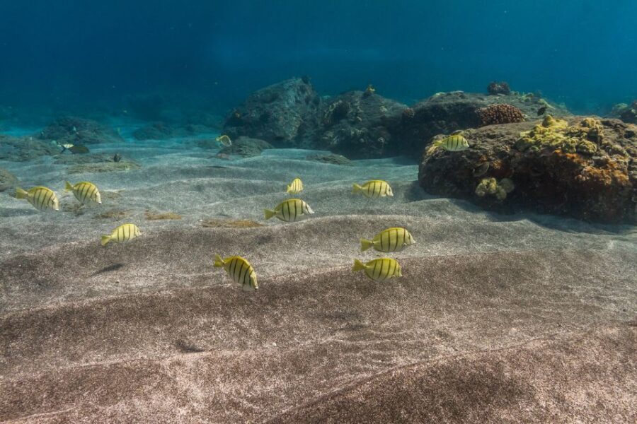 Maui: Lanai Snorkel & Dolphin Watch with Lunch - From Maalaea Harbor to Lanai: how the day flows