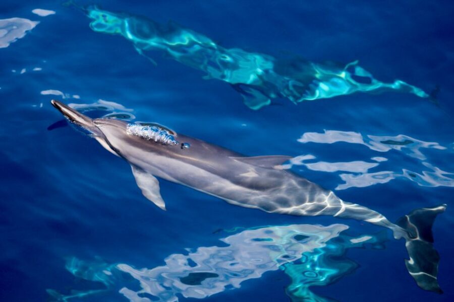 Maui: Lanai Snorkel & Dolphin Watch with Lunch - Snorkeling the Lanai reef: guided time that actually helps you see more