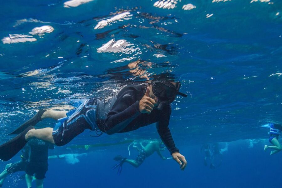 Maui: Lanai Snorkel & Dolphin Watch with Lunch - Marine life beyond dolphins: turtles, seals, and the “bonus species” mindset
