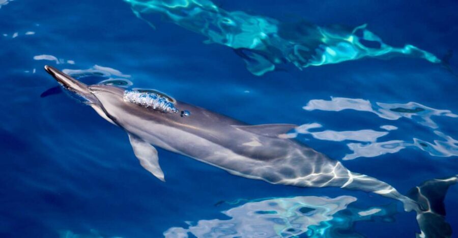 Maui: Lanai Snorkel & Dolphin Watch with Lunch - The dolphin watch: what to expect from the boat, not the brochure