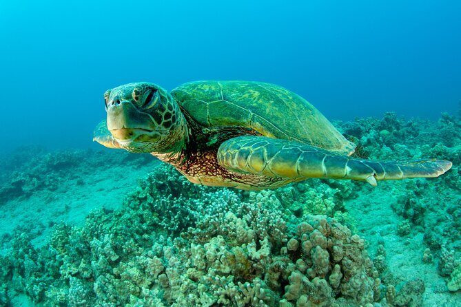Maui Magic Adventure Snorkel: Molokini Crater and Turtle Stop - Molokini Crater First, Turtle Stop Second: The Big Idea