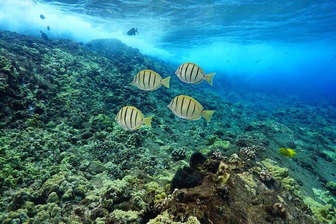 Maui Magic Adventure Snorkel: Molokini Crater and Turtle Stop - Stop 2: The Turtle Snorkel Site and What to Expect
