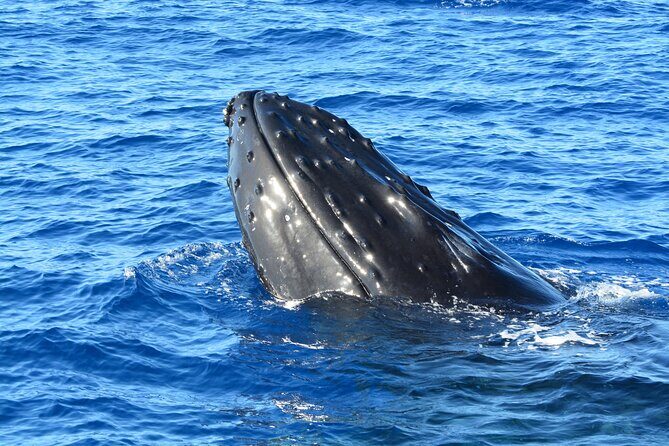 Maui Magic Adventure Snorkel: Molokini Crater and Turtle Stop - Snorkel Gear, Flotation Belts, and Wet Suits: What You Bring