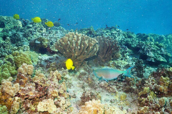 Maui Magic Adventure Snorkel: Molokini Crater and Turtle Stop - Group Size, Crew Help, and the Boat Comfort Question
