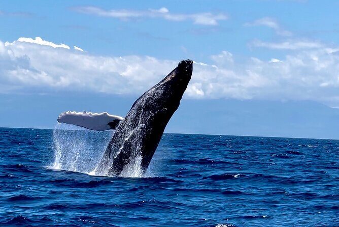 Maui Mid Day Magic Whale Watch - Key things worth clocking before you go