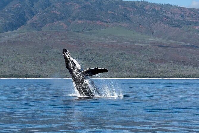 Maui Mid Day Magic Whale Watch - Where you’ll cruise and the Maui views you get along the way