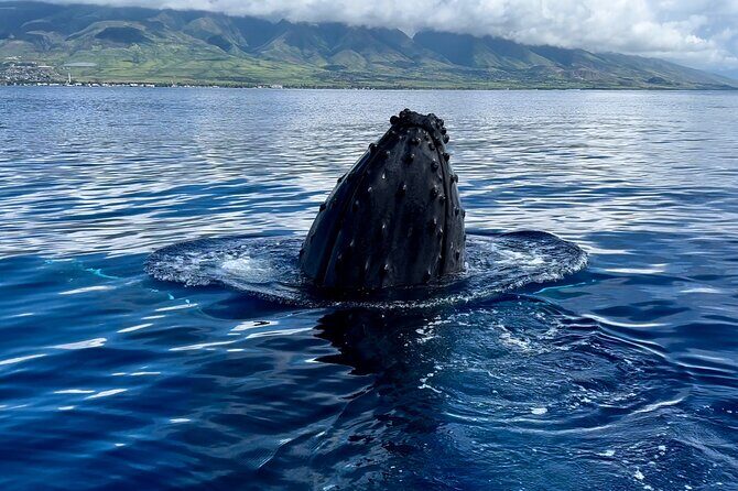 Maui Mid Day Magic Whale Watch - Photo and video help: using the GoPro extendable sticks