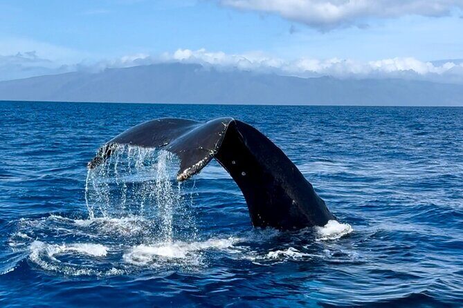 Maui Mid Day Magic Whale Watch - What’s included, what’s not, and what to do before you go