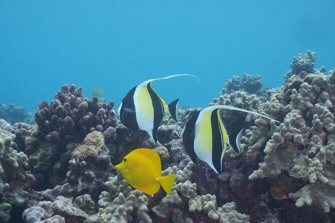 Maui: Molokini and Turtles Luxury Yacht Snorkel - Whale sightings: the bonus you might catch on the way